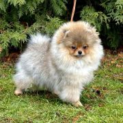 POWERPUFF BLOSSOM The Scarlet Hill