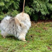 POWERPUFF BLOSSOM The Scarlet Hill