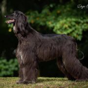 Pretty Bay Black Beauty 2