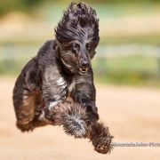 Pretty Bay Black Beauty