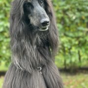 Pretty Bay Black Beauty