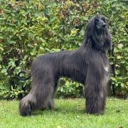 Pretty Bay Black Beauty