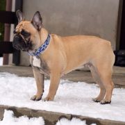 PRETTY HANNAH Azzurro Tesoro FCI