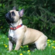 PRETTY HANNAH Azzurro Tesoro FCI 2