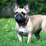 PRETTY HANNAH Azzurro Tesoro FCI 3