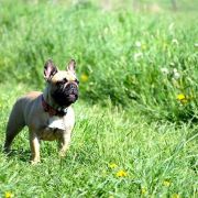 PRETTY HANNAH Azzurro Tesoro FCI 4