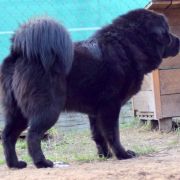 PRINCE RICHARD II Szczęście