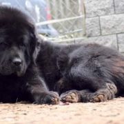 PRINCE RICHARD II Szczęście