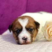 Princess Fairytale Heavenly-Blessing