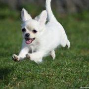 PRINCESS SNOW WHITE Buziaczek 