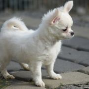 PRINCESS SNOW WHITE Buziaczek 2