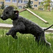 PROCOP Diamnd Lamb 2