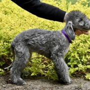 PROCOP Diamnd Lamb 3