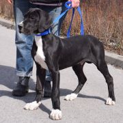 PROTON Czar Olbrzyma