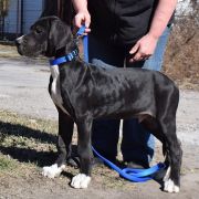 PROTON Czar Olbrzyma