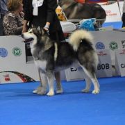 QUANTUM OF SOLICE Kriplyana