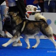 QUANTUM OF SOLICE Kriplyana