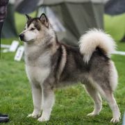 QUANTUM OF SOLICE Kriplyana