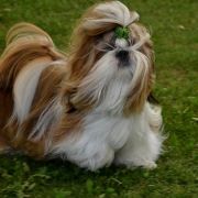 QUEBO z Kojca Coli 2