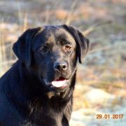 QUEEN HUSARSKA SFORA HERBU ZADORA