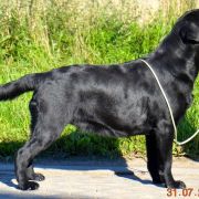 QUEEN HUSARSKA SFORA HERBU ZADORA 2