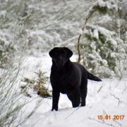 QUEEN HUSARSKA SFORA HERBU ZADORA 3