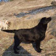 QUEEN HUSARSKA SFORA HERBU ZADORA 4