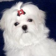 QUEEN SCARLETT O’HARA Humerico 