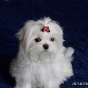 QUEEN SCARLETT O’HARA Humerico 2