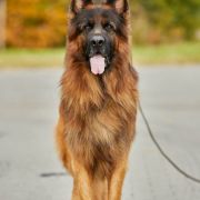 Quen vom Eichenplatz