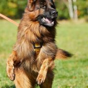 Quen vom Eichenplatz