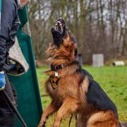 Quen vom Eichenplatz