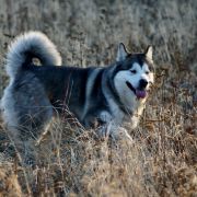 QUIET BECAUSE I'M SLEEP Kriplyana 