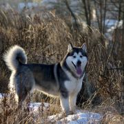 QUIET BECAUSE I'M SLEEP Kriplyana 2