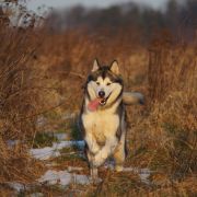 QUIET BECAUSE I'M SLEEP Kriplyana 3