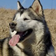 QUIET BECAUSE I'M SLEEP Kriplyana 4