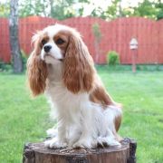 RADOSNA ZUZIA Domi Pearl 2