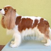 RADOSNA ZUZIA Domi Pearl 3