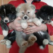 RAITO Senshi No Seishin