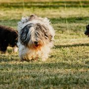 RAMONA Polski Akcent FCI