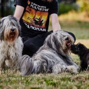 RAMONA Polski Akcent FCI