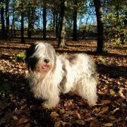 RAMONA Polski Akcent FCI