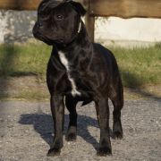 RAREZA VALENCIA Bitis