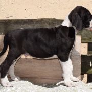 RASTLIN Czar Olbrzyma