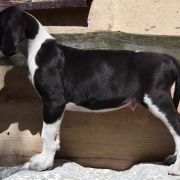 RASTLIN Czar Olbrzyma