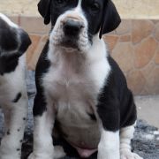 RASTLIN Czar Olbrzyma