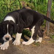 RASTLIN Czar Olbrzyma