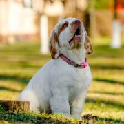 RE VERA Kaprys Rejenta FCI