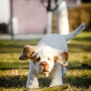 RE VERA Kaprys Rejenta FCI 2