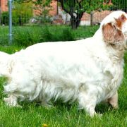 RE VERA Kaprys Rejenta FCI 4